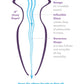 Anal Fantasy Elite Collection Beginners Anal Glass Gaper Anal Fantasy Elite Collection